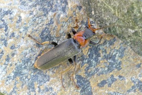Cantharis fusca